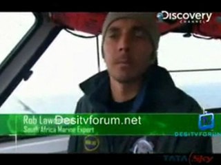 Great White Appetite - 24th June 2011 Video Watch online p4