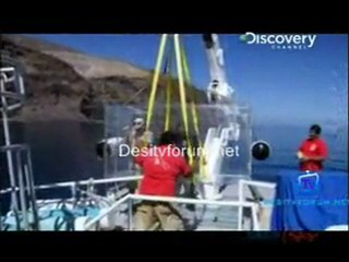 Great White Appetite - 24th June 2011 Video Watch online p8