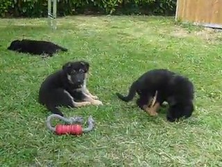 Chiots 6 semaines (2)