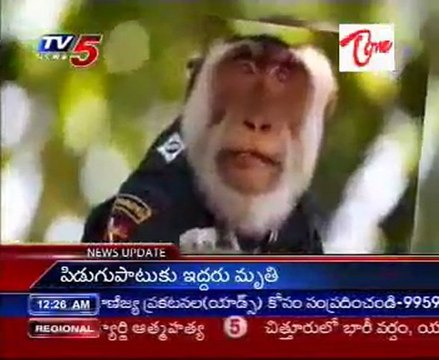 Jihad Monkey! - Taliban trains 'Monkey terrorists' ???