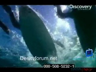Nature's Deadliest - 24th June 2011 Watch Video Online p1