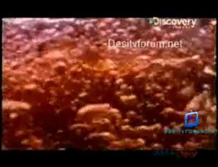 Nature's Deadliest - 24th June 2011 Watch Video Online p2