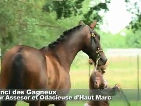 Concours de Paray-le-Monial: 3ème section