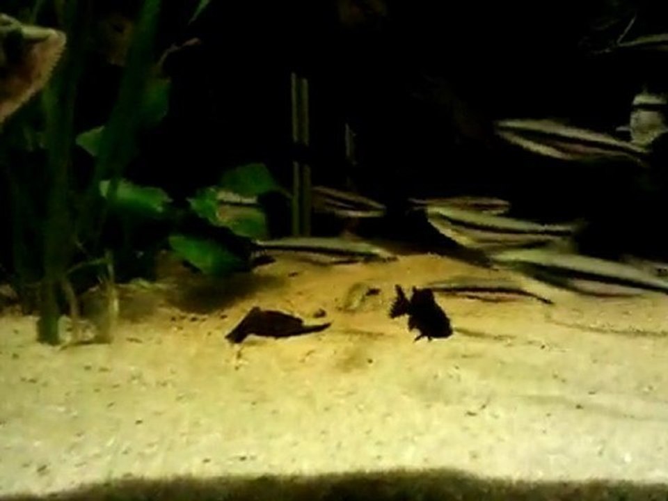 Vidéo0050