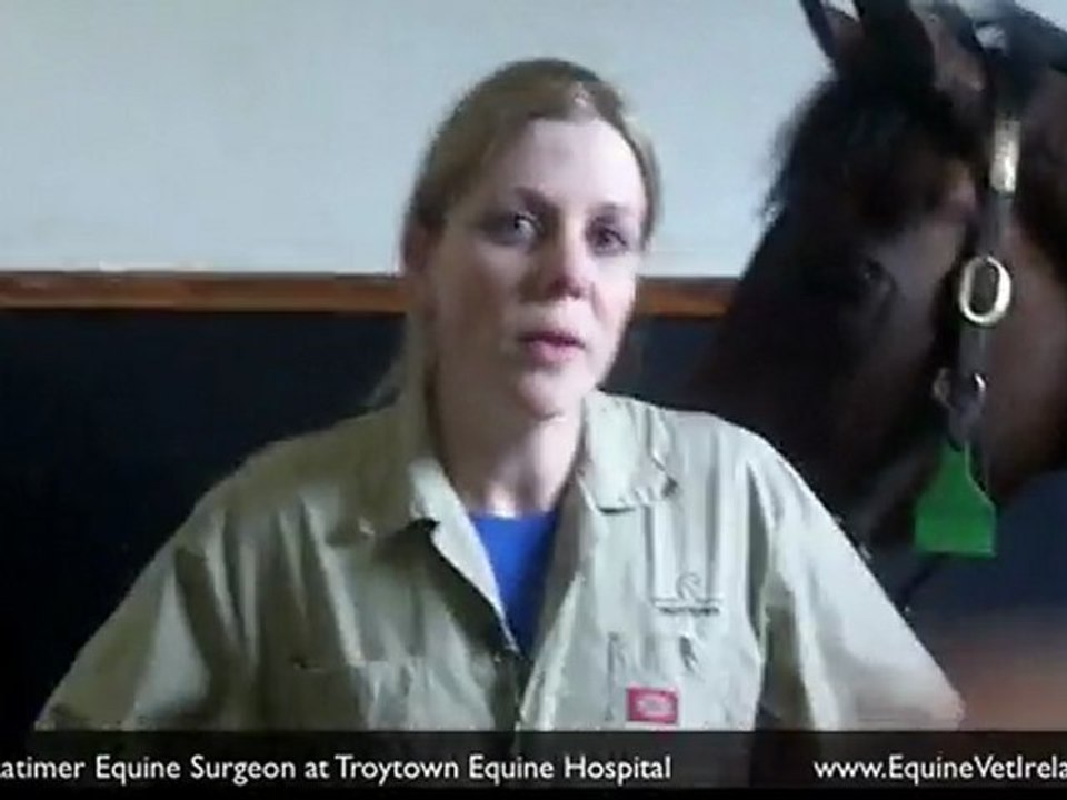 Laminits in Horses , General Hoof Care tips from Equine Vets