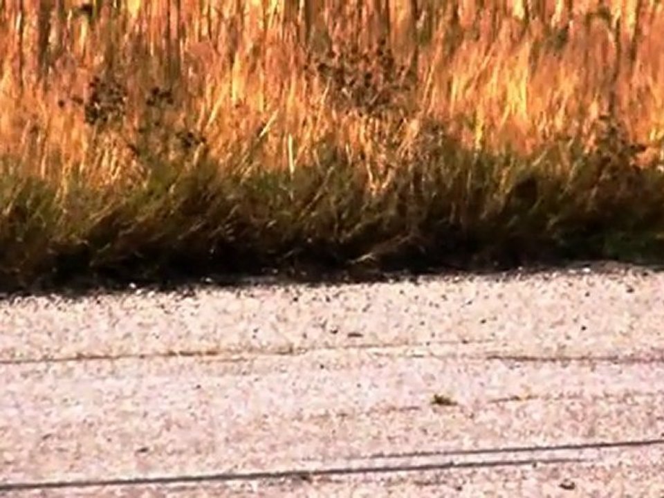 HEED Auto chip tuning drag race