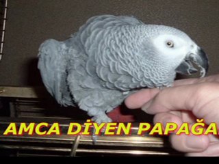AMCA DİYEN PAPAĞAN