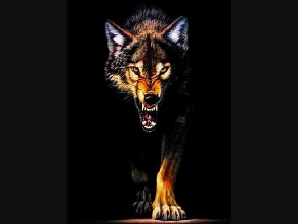 NUIT DE LOUP