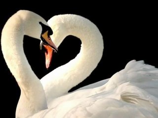 McSeessiz A.K.A Bobby - Hayat Kadını