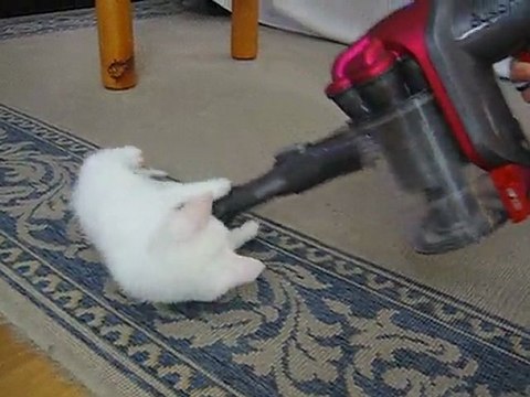 Miss Dyson, le premier chat compatible avec les aspirateurs