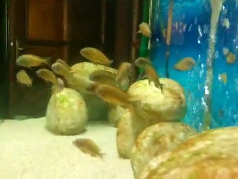 tropheus ilangi