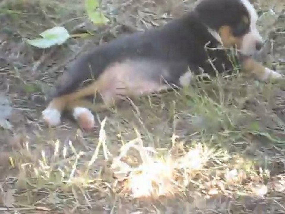 Portée mai 2011 Eclipse x Chorten - BLANCHE à 6 semaines