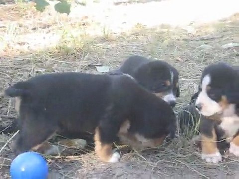 Portée mai 2011 Eclipse x Chorten - BLANC à 6 semaines