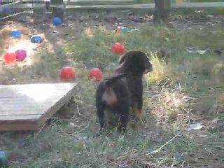 Portée mai 2011 Eclipse x Chorten - MAUVE à 6 semaines