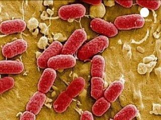UK seed supplier linked to French E.coli cases