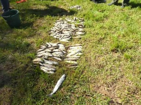 :: Mars 2011 :: Bretagne :: Loperhet :: Pollution du Glanvez. Empoisonnement des poissons :: Algues Vertes