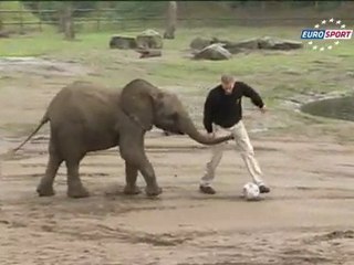 Küçük filin tahmini Kanada