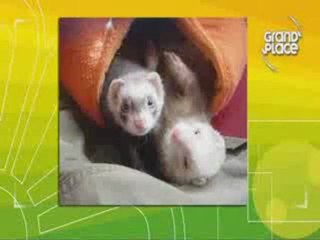 Le Refuge des Ch'tis Furets sur Wéo