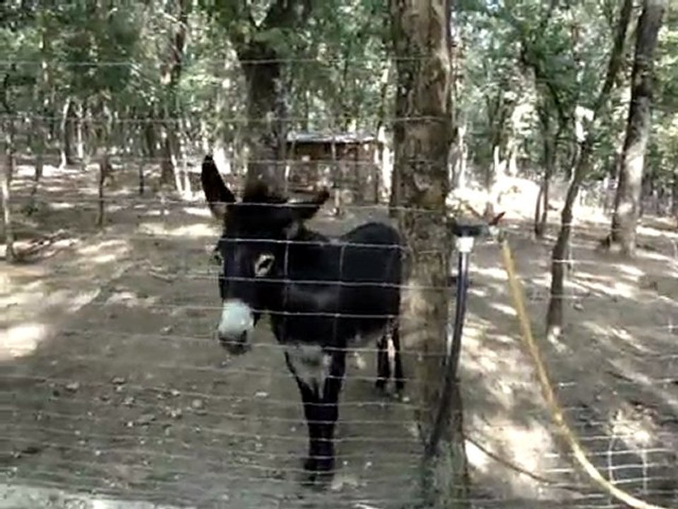 Esel i Animaparc