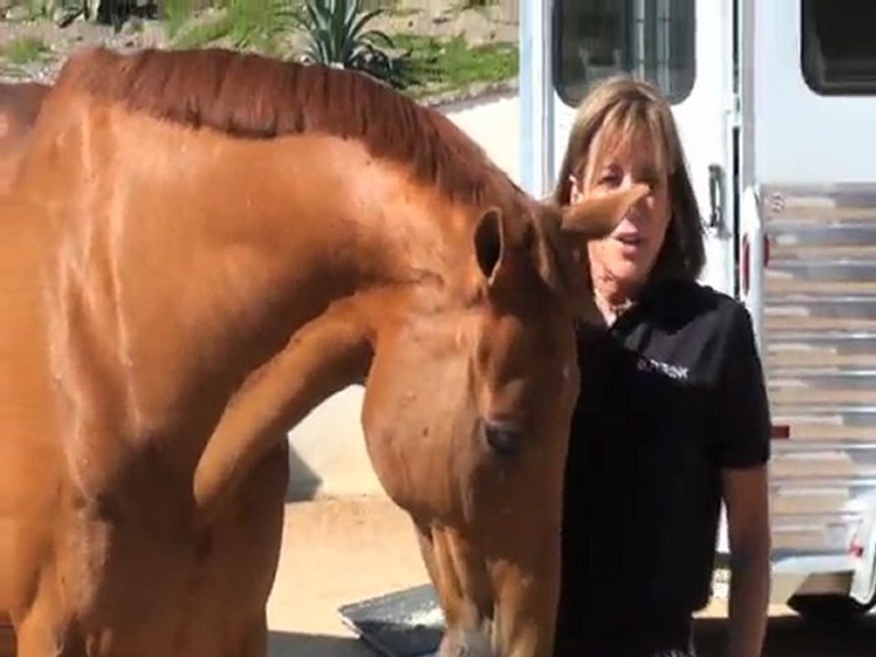 Teaching Your Horse to Stretch