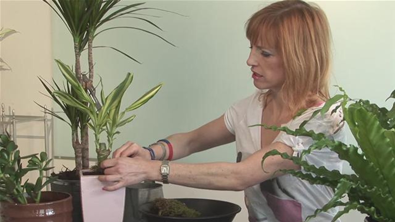 How To Look After House Plants