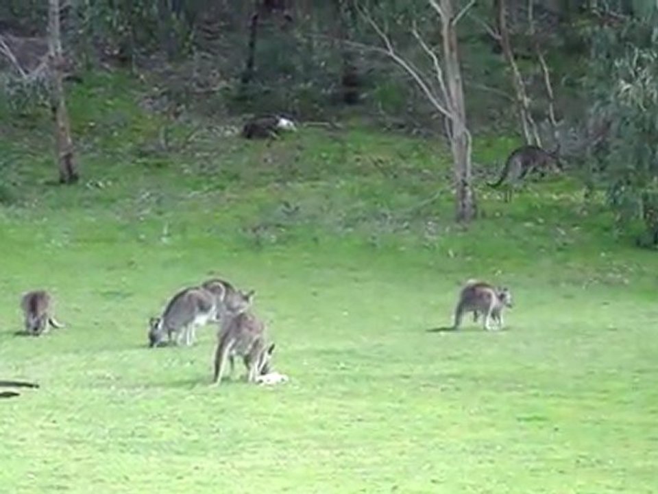 Kangourous à Cardinia Reservoir Park