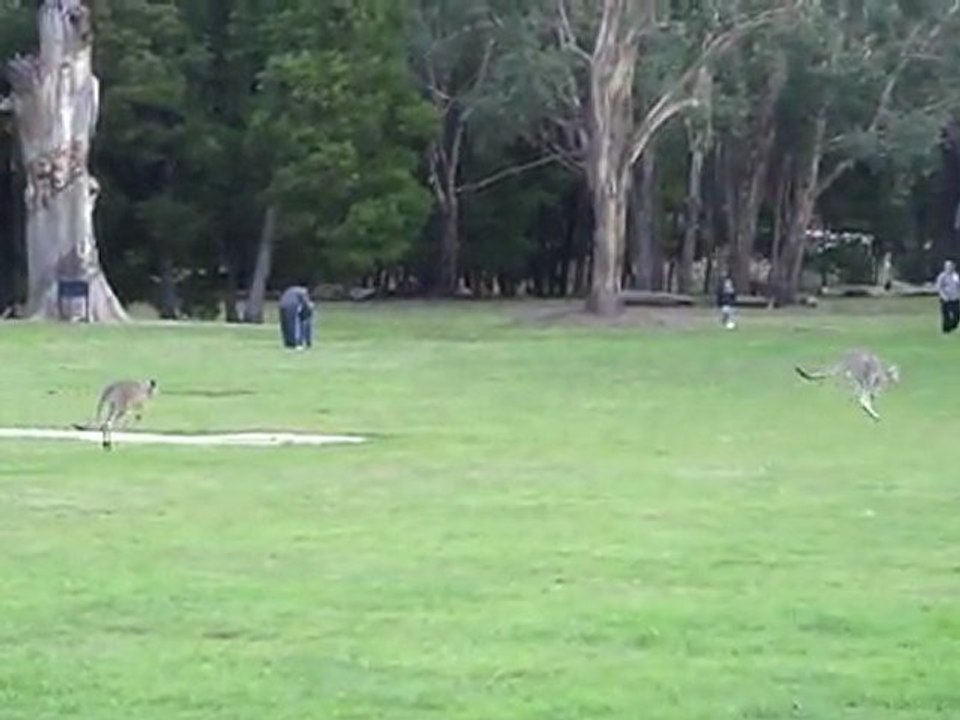 Kangourous à Hanging Rock
