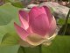 Lotus & Other Flowers of Summer