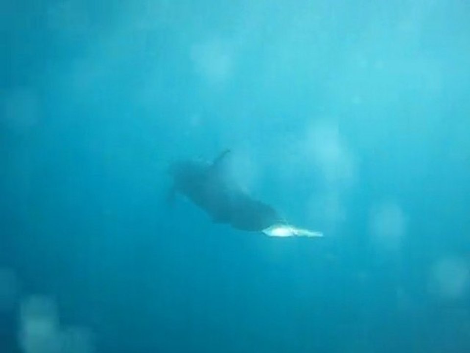 jimbani 88