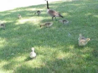 Les oies sauvages canadiennes à Ottawa