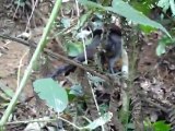 Oiseaux-lyres dans les Dandenong Ranges