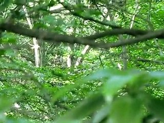 オオタカ　タマゴを暖める　2011-05-25　狭山丘陵