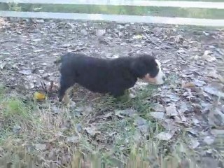 Portée mai 2011 Eclipse x Chorten - TURQUOISE à 6 semaines