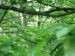 オオタカ　ヒナ　2011-06-09　狭山丘陵