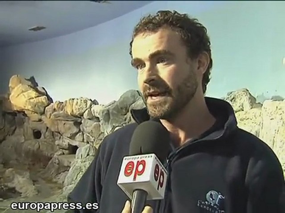 Aquàrium exhibe la historia de amor de 2 pingüinos