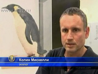 Пингвин приплыл из Антарктиды в Новую Зеландию