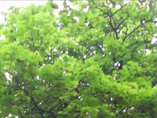 LE PARDON (Diamant Bleu) coupé décalé