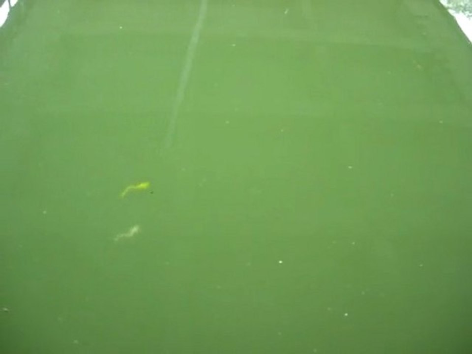 Nage du Jojo-tétard