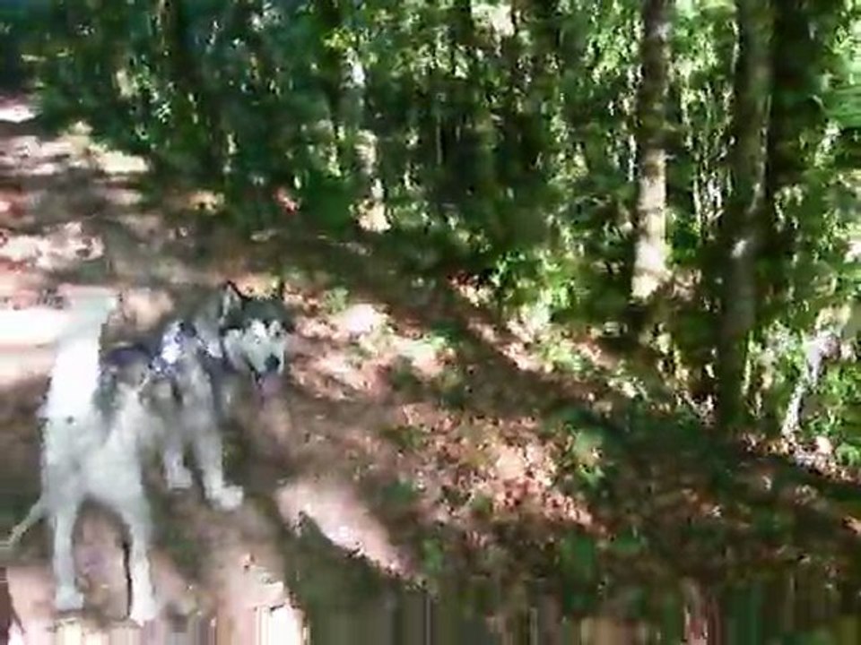 cani rando earl et dina