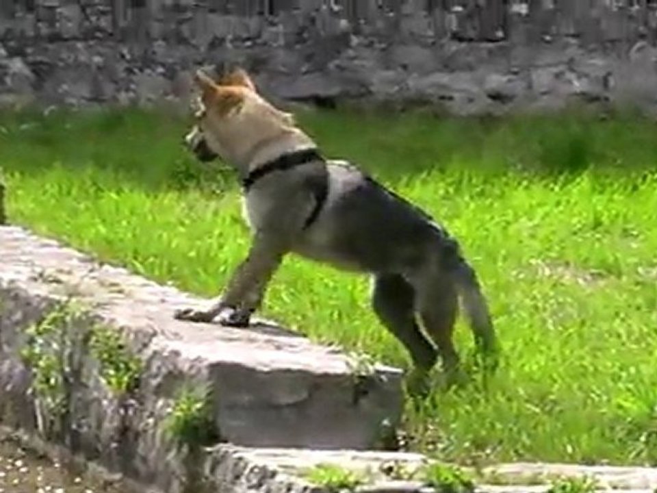 MOV006
