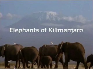 les elephants du kilimanjaro (1)