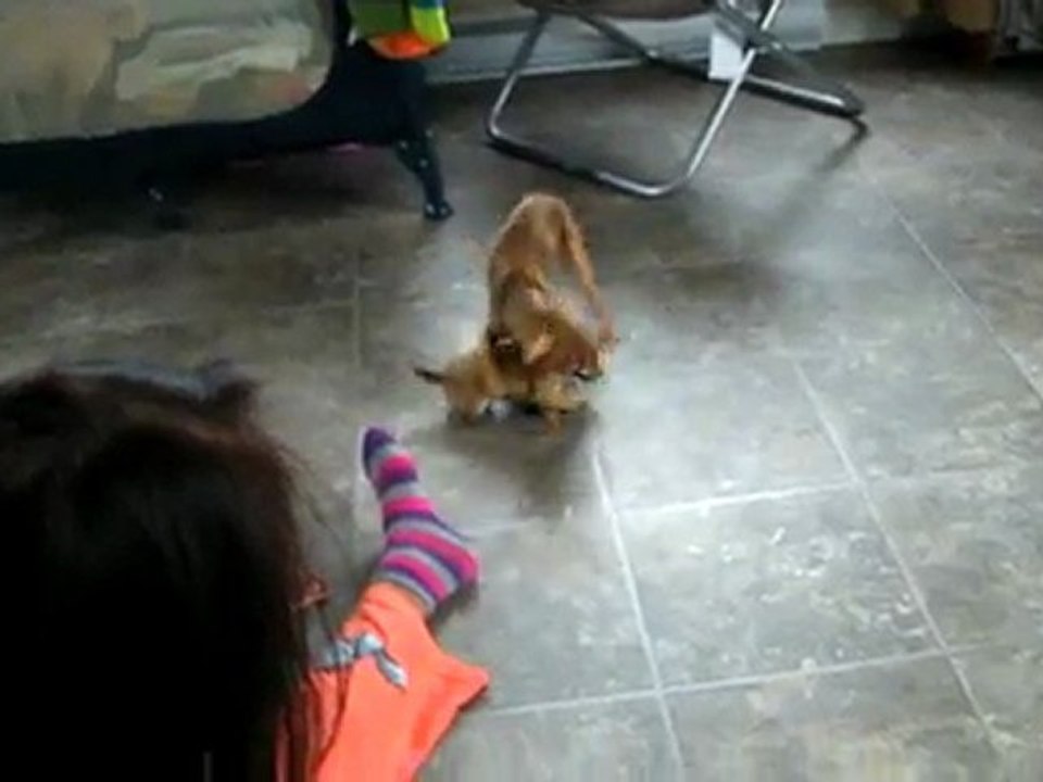 Quick et ses petites soeurs