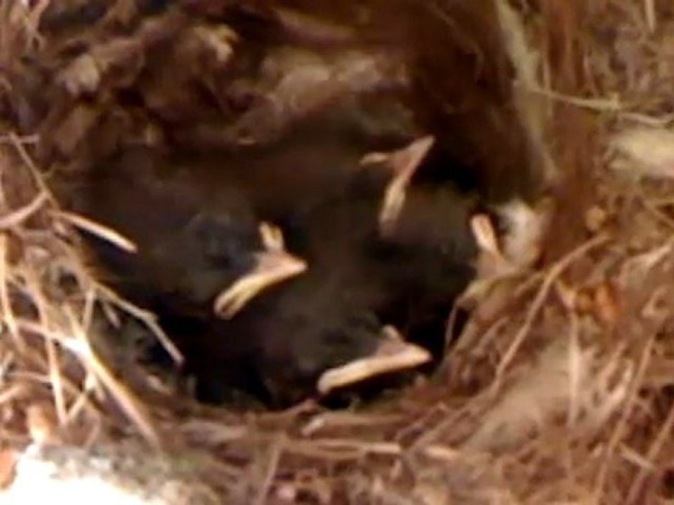 une nichée oisillons