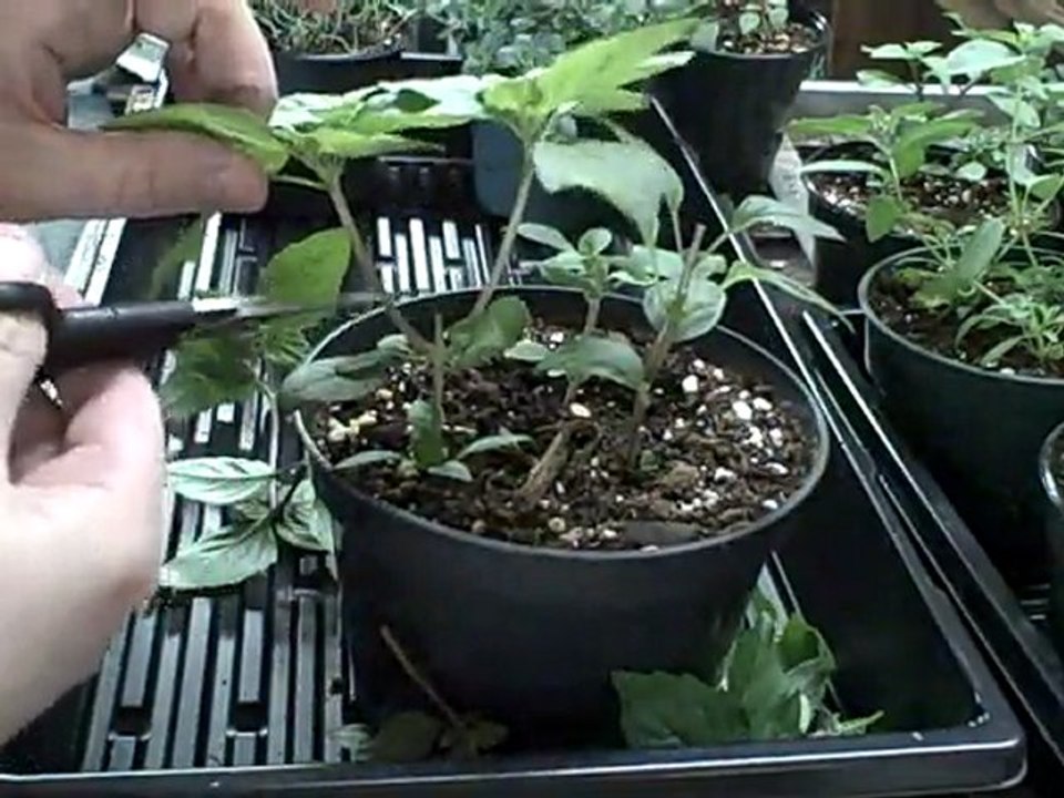Harvesting Herbs Indoors  for Cooking Use