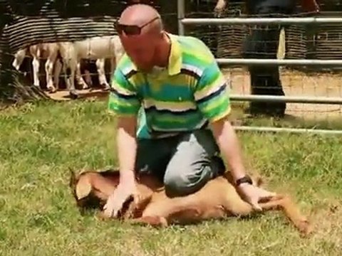 Partie 2 : La Miséricorde de l'Abattage islamique