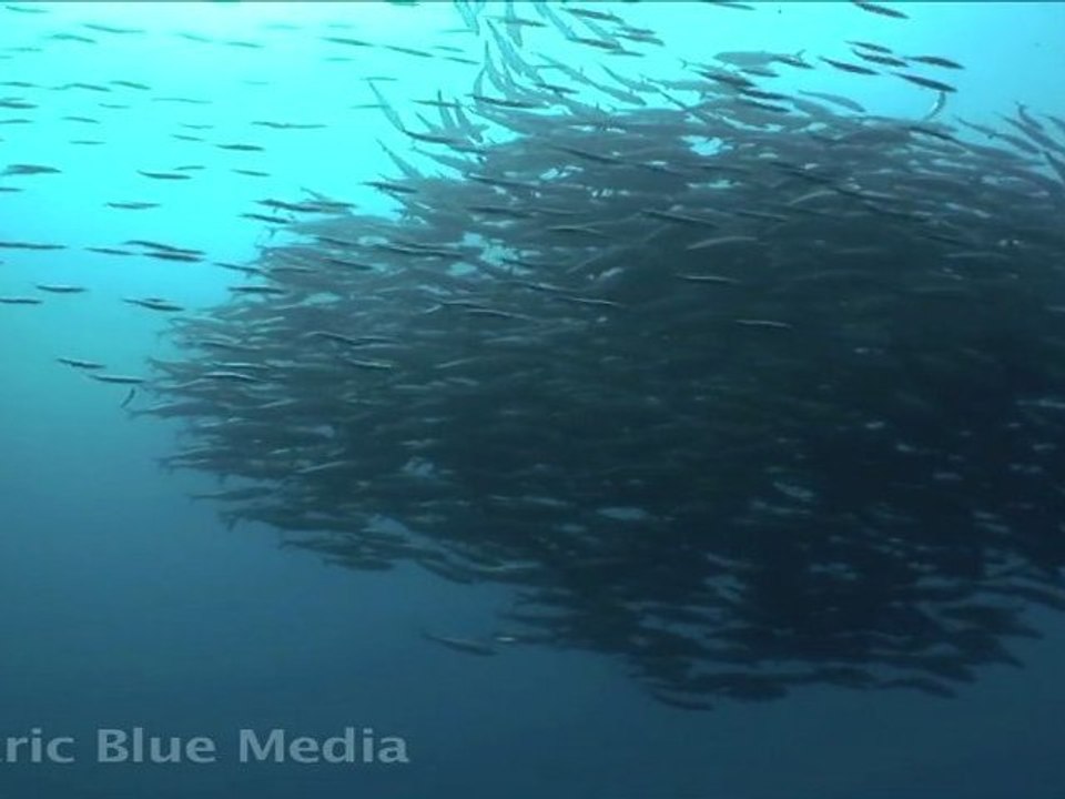 HD Video, Scuba Diving in Bohol, Panglao Island, Philippines