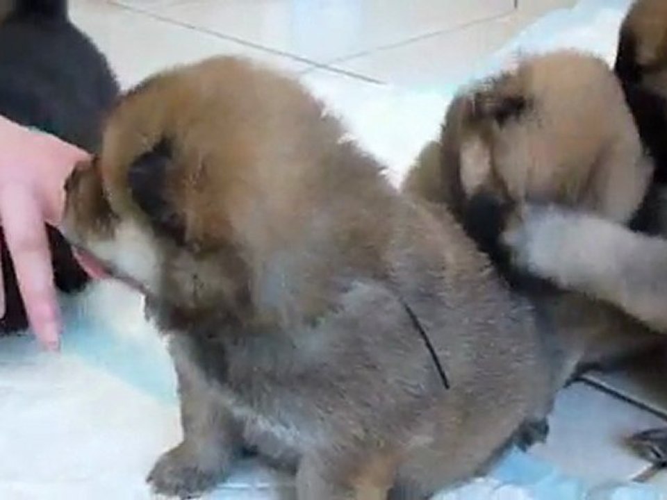 AYLA et ses bébés (3 semaines)