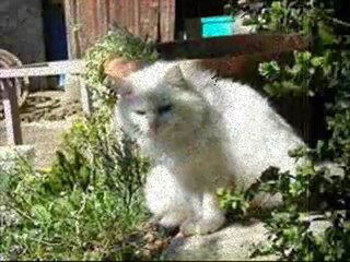 Rochelle GREGORIE - Voix pour Les Aristochats