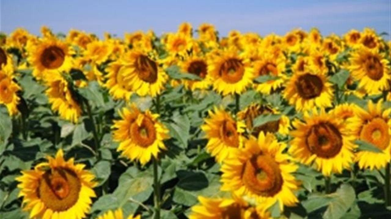 How Plant Sunflowers