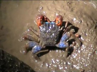 Crabe des Mangroves
